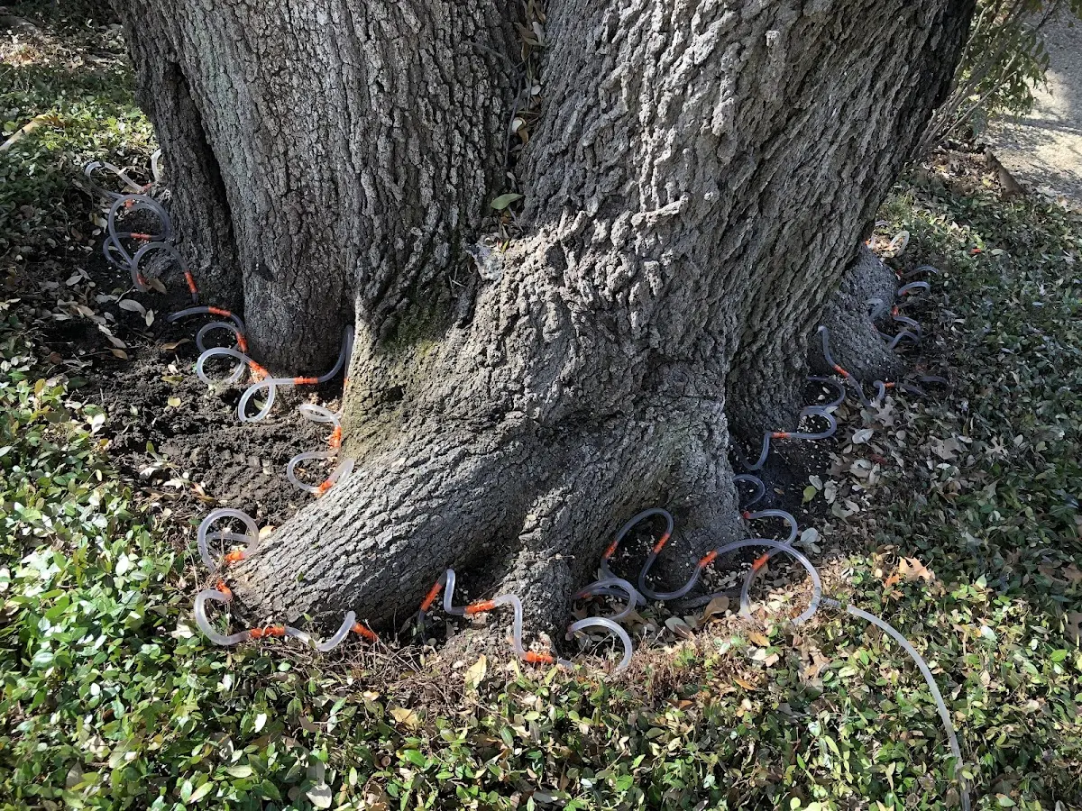 Detailed Tree Cabling and Bracing job site in Strong