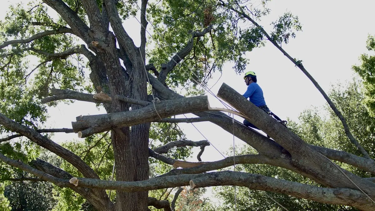 Professional Hazardous Tree Removal performed by certified arborists in Strong